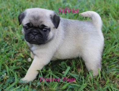 Silvia Silvia Pug