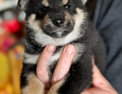 Bonnie Charlie Boy 1 Bonnie Charlie Boy 1 Shiba Inu