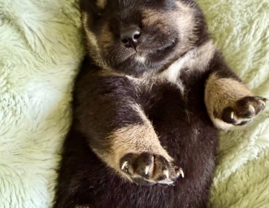 Bonnie Charlie Boy 1 Bonnie Charlie Boy 1 Shiba Inu