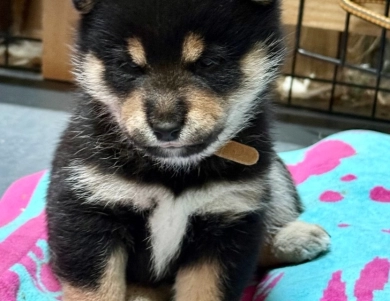 Bonnie Charlie Boy 2 Bonnie Charlie Boy 2 Shiba Inu