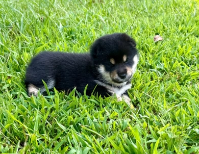 Bonnie Charlie Boy 2