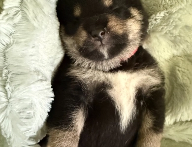 Bonnie Charlie Boy 2 Bonnie Charlie Boy 2 Shiba Inu