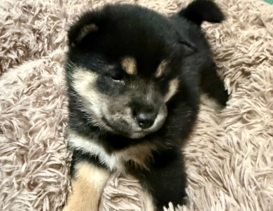 Bonnie Charlie Girl 3 Bonnie Charlie Girl 3 Shiba Inu