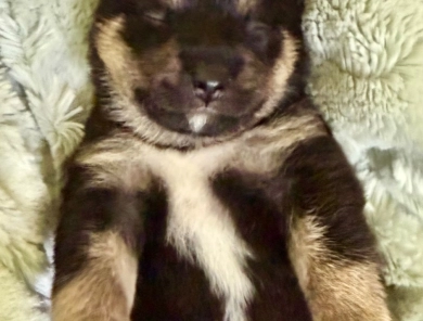 Bonnie Charlie Girl 3 Bonnie Charlie Girl 3 Shiba Inu