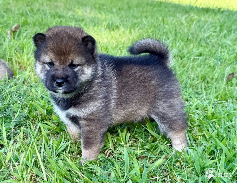 Bonnie Charlie Girl 4 Shiba Inu