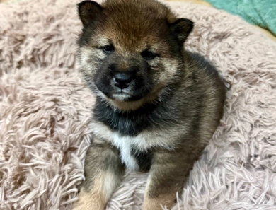 Bonnie Charlie Girl 4 Shiba Inu