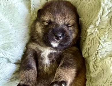 Bonnie Charlie Girl 4 Shiba Inu