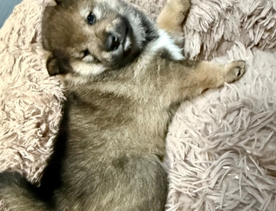 Bonnie Charlie Boy 5 Bonnie Charlie Boy 5 Shiba Inu