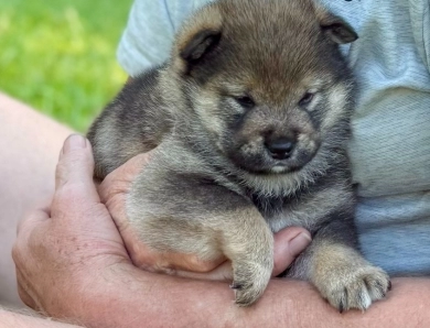 Bonnie Charlie Boy 5 Bonnie Charlie Boy 5 Shiba Inu