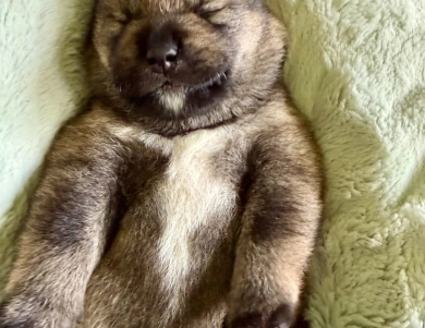Bonnie Charlie Boy 5 Bonnie Charlie Boy 5 Shiba Inu