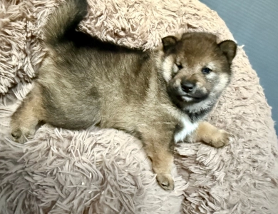Bonnie Charlie Boy 5