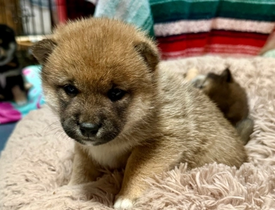 Bonnie Charlie Girl 6 Shiba Inu
