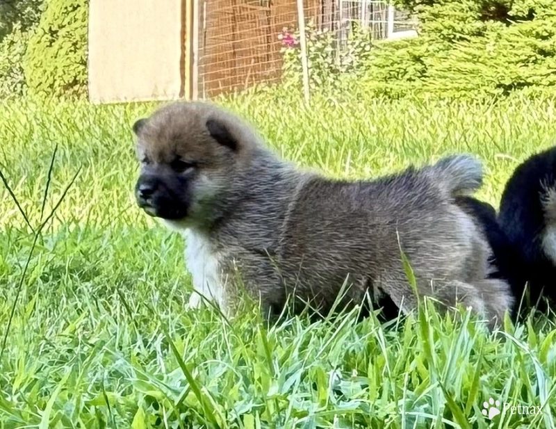 Bonnie Charlie Girl 6 Shiba Inu