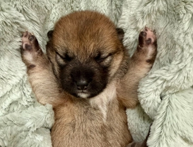 Bonnie Charlie Girl 6 Shiba Inu