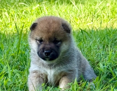 Bonnie Charlie Girl 6 Shiba Inu