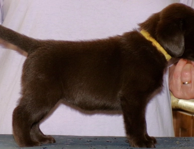 Pepper's puppy Labrador Retriever