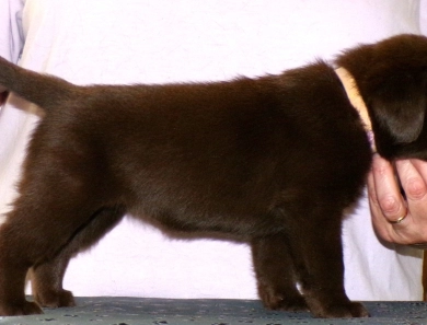 Pepper's puppy Labrador Retriever