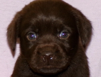 Pepper's puppy Labrador Retriever