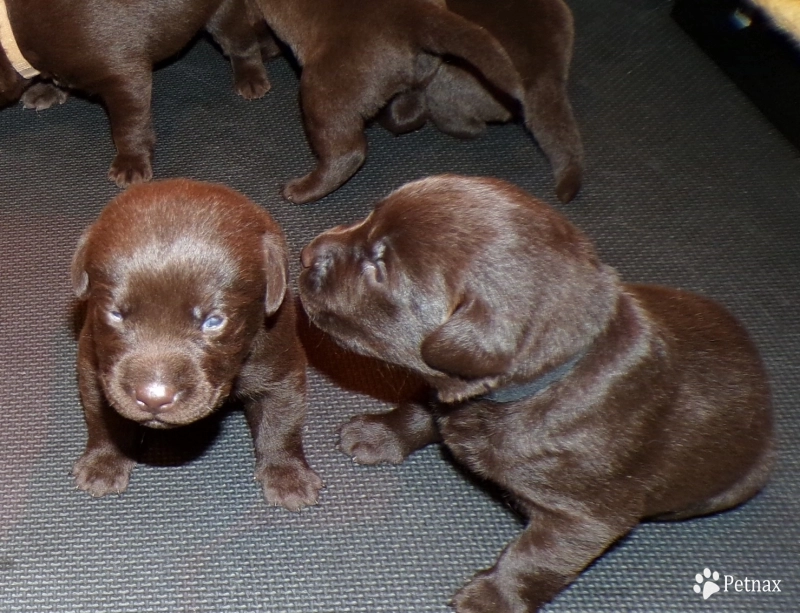 Pepper's puppy Labrador Retriever