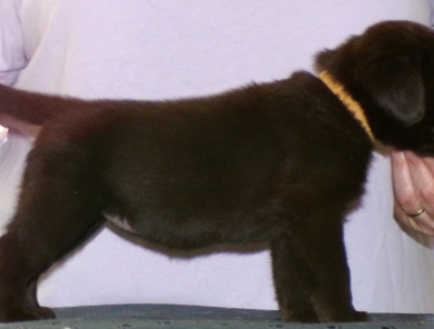 Pepper's puppy Labrador Retriever