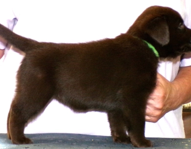 Pepper's puppy Labrador Retriever