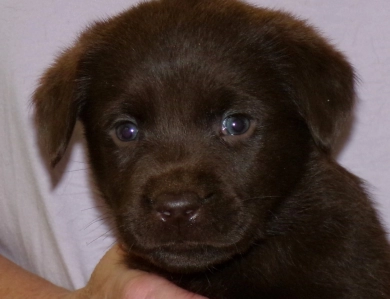 Pepper's puppy
