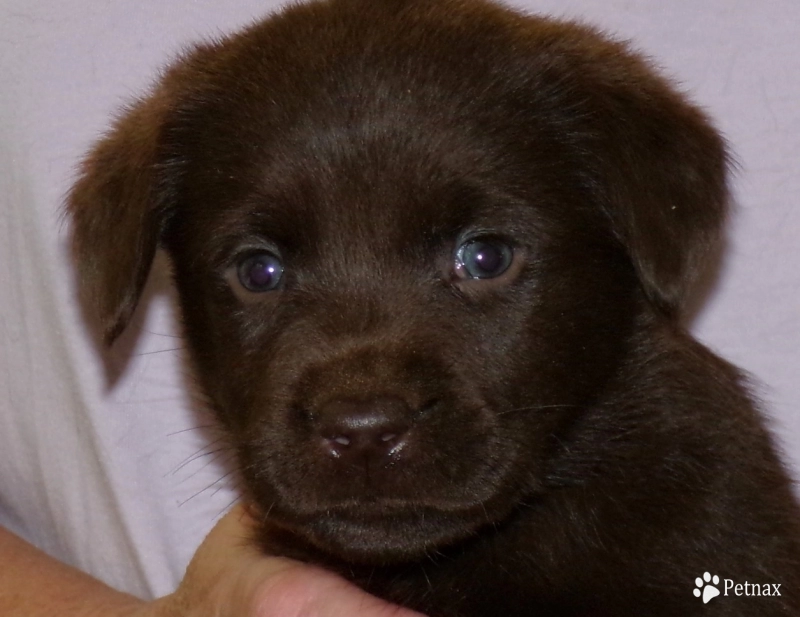 Pepper's puppy Labrador Retriever