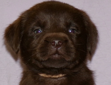 Pepper's puppy Labrador Retriever