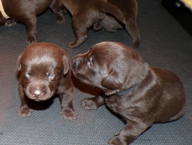 Pepper's puppy