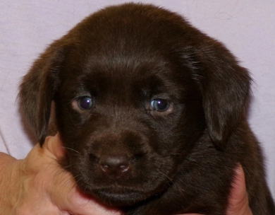 Pepper's puppy Labrador Retriever