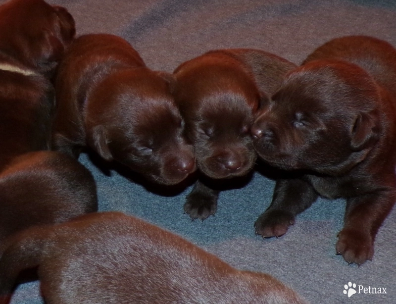 Pepper's puppy Labrador Retriever