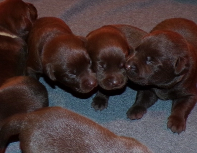 Pepper's puppy