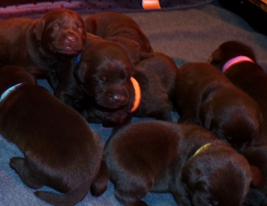 Pepper's puppy