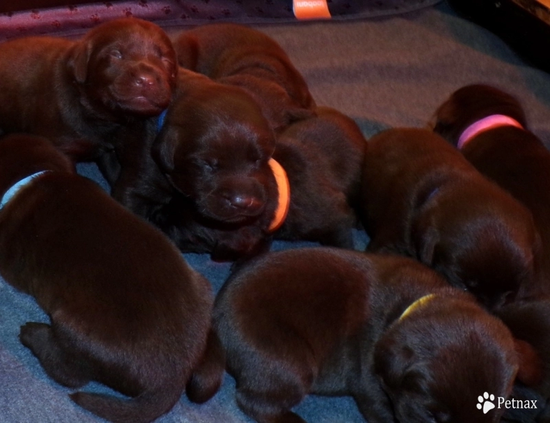 Pepper's puppy Labrador Retriever