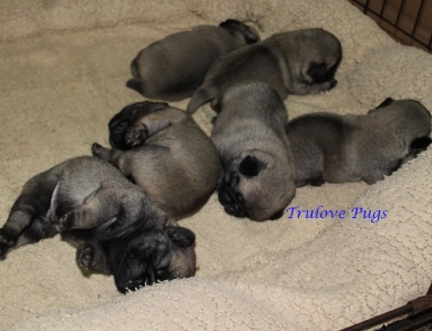 Four Males in Litter Four Males in Litter Pug