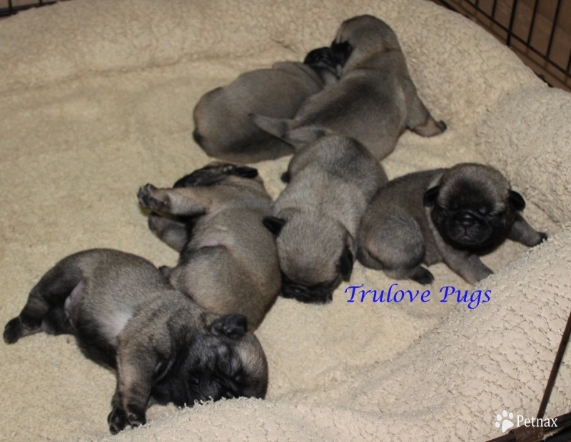 Four Males in Litter Pug