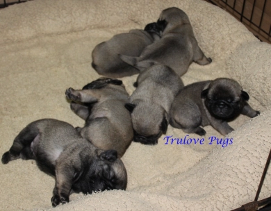 Four Males in Litter
