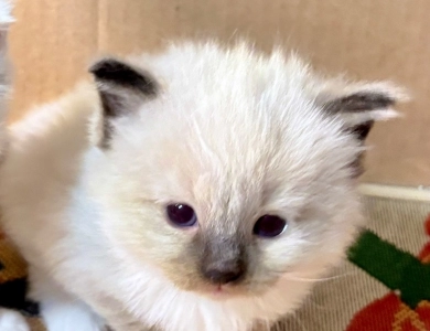 I I Ragdoll