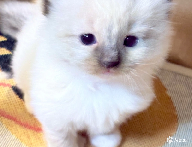 I Ragdoll