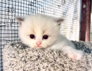 I I Ragdoll