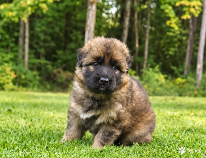 Fly German Shepherd