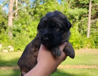 Fly German Shepherd