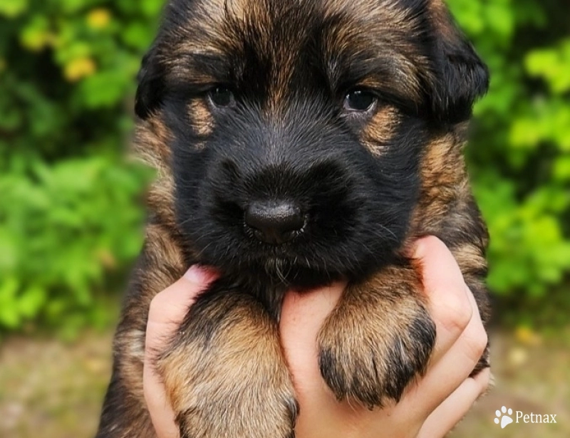 Fly German Shepherd