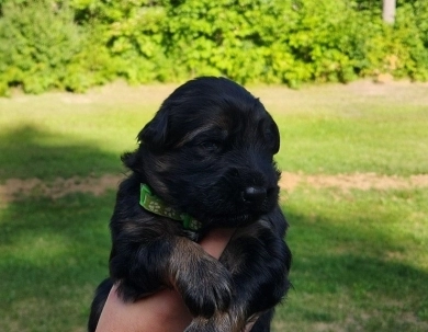 Milo German Shepherd