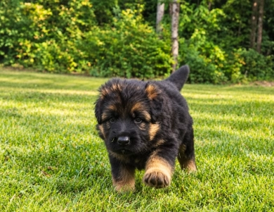 Milo
