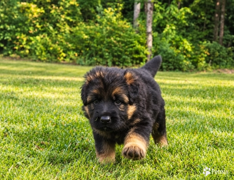 Milo German Shepherd