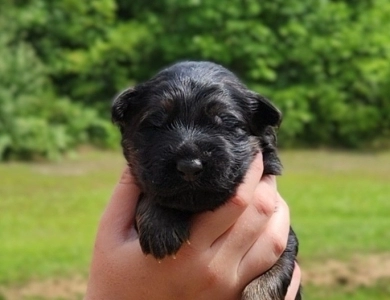 Milo German Shepherd