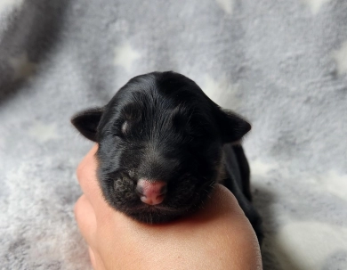 Milo
