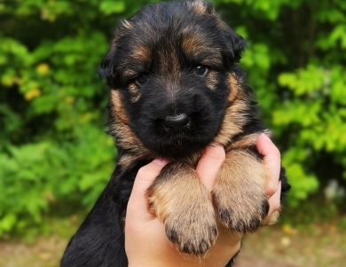 Milo