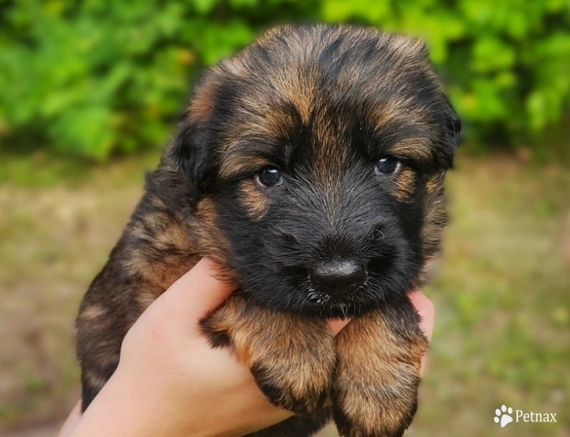 Henry German Shepherd